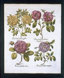 Roses, placa 95 de Hortus Eystettensisby Basil Besler (1561-1629) pub. 1613 (gravura colorida à mão)