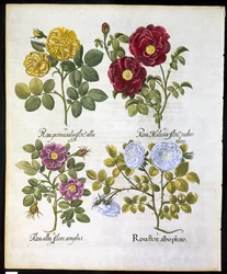 Rosas, placa 96 de Hortus Eystettemsis por Basil Besler (1561-1629) pub em 1613 (gravura colorida à mão)
