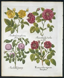 Rosas, placa 96 de Hortus Eystettensis por Basil Besler (1561-1629) pub 1613 (gravura colorida à mão)