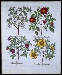 Rosas, placa 98 do pub de Hortus Eystettensisby Basil Besler (1561-1629). 1613 (gravura colorida à mão)