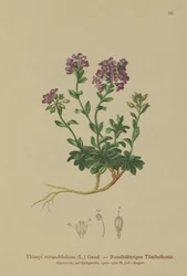 Pennycress de folhas redondas (rotundifolium Thlaspi, rotundifolia Noccaea, Thlaspi cepaeifolium subespécie rotundifolium)