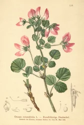 Restharrow de folhas redondas (Ononis rotundifolia, Ononis tribracteata)