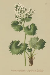 Saxifragens de folhas redondas (Saxifraga rotundifolia)