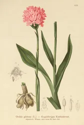 Orquídea de cabeça redonda (Orchis globosa, Traunsteinera globosa)