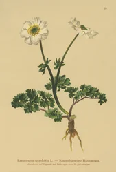 Ramo com folhas de aranha (Ranunculus rutaefolius)