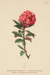 Alpenrose Rusty-com folhas (rododendro ferrugineum)