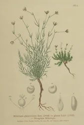 Sandwort (Moehringia glaucovirens, Möhringia glaucovirens, Möhringia glauca, Moehringia glauca, Arenaria glaucovirens)