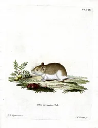 Sandy Mole Rat (gravura colorida)