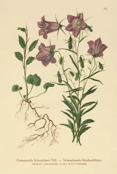 Bellflower de Scheuchzer (Campanula Scheuzeri)