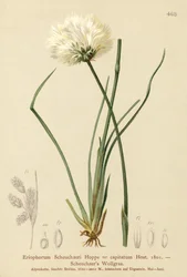 Erva de algodão de Scheuchzers (Eriophorum Scheuchzeri, Eriophorum capitatum)