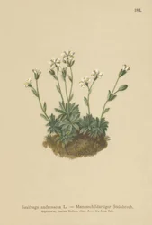 Scree Saxifrage (Saxifraga androsacea)