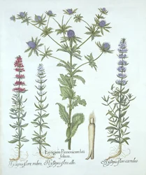 Sea Holly e Three Kinds of Hyssop, de Hortus Eystettensis, de Basil Besler (1561-1629), pub. 1613 (gravura colorida à mão)