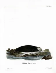 Sea Otter (gravura colorida)