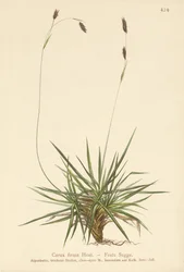 Sedge (Carex firma)