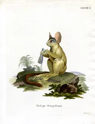 Senegal Bushbaby (gravura colorida)