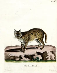 Serval (gravação a cores)