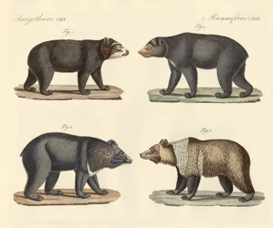Vários ursos encontrados (gravura colorida)
