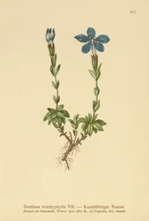 Genciana de folhas curtas (Gentiana brachyphylla)