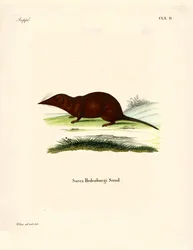 Shrew (gravura colorida)