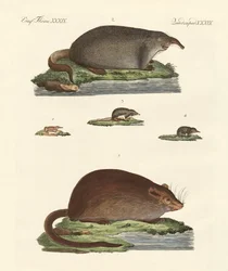 Ratos musaranho e ratos musk