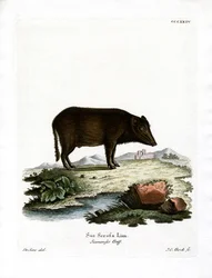 Javali Siamês (gravura colorida)