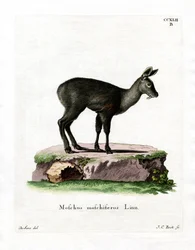 Cervo almiscarado siberiano (gravura colorida)