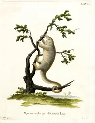 Silky Anteater (gravação a cores)