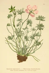 Guindastes prateados Bill (Geranium argenteum)