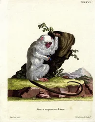 Marmoset prateado (gravação a cores)