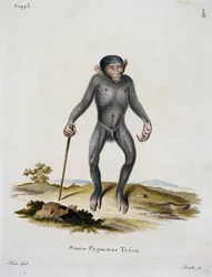 Simia pygmaeus, de Mamíferos ilustrados da Natureza com descrições, de Johann Christian Daniel von Schreber (1739-1810), gravura de IC Bock, Alemanha