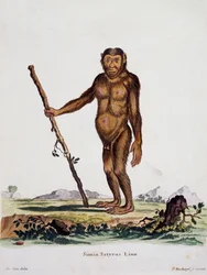 Simia satyrus, de Mamíferos ilustrados da Natureza com descrições, de Johann Christian Daniel von Schreber (1739-1810), gravada por I Nusbiegel após desenho de De Seve, Alemanha