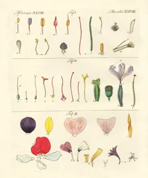 Peças de flor única