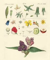 Peças de flor única