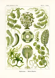 Sifonéias, 1899-1904