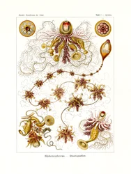 Sifonóforas, 1899-1904