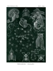 Sifonóforas, 1899-1904