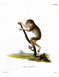 Slender Loris (gravura colorida)