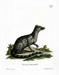 Pequeno Civet Indiano (gravura colorida)