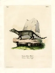 Pequeno Civet Indiano (gravura colorida)