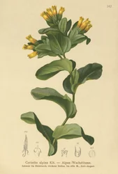 Honeywort suave (Cerinthe alpina, Cerinthe glabra subsp. Glabra)