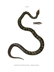 Smooth Snake (cor litho)