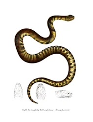 Cobra (cor litho)