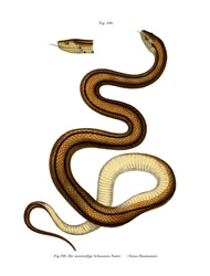 Cobra (cor litho)