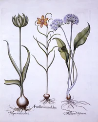 Fritillary da cabeça das serpentes, alho selvagem e tulipa, de Hortus Eystettensis, por Basil Besler (1561-1629), bar. 1613 (gravura colorida à mão)