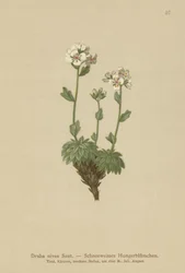 Branca de Neve Whitlow-grama (Draba nivea)