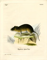 Snow Vole (gravura colorida)