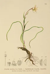 Lírio de Snowdon (Lloydia serotina, serotina de Gagea, Lloydia alpina, Lloydia striata)