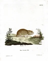Social Vole (gravação a cores)
