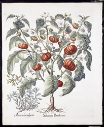 Solanum Pomiferum de Hortus Eystettensis por Basil Besler (1561-1629) pub 1613 (gravura colorida à mão)