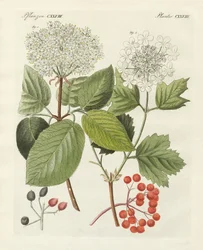 Alguns tipos de rosa guelder (gravura colorida)